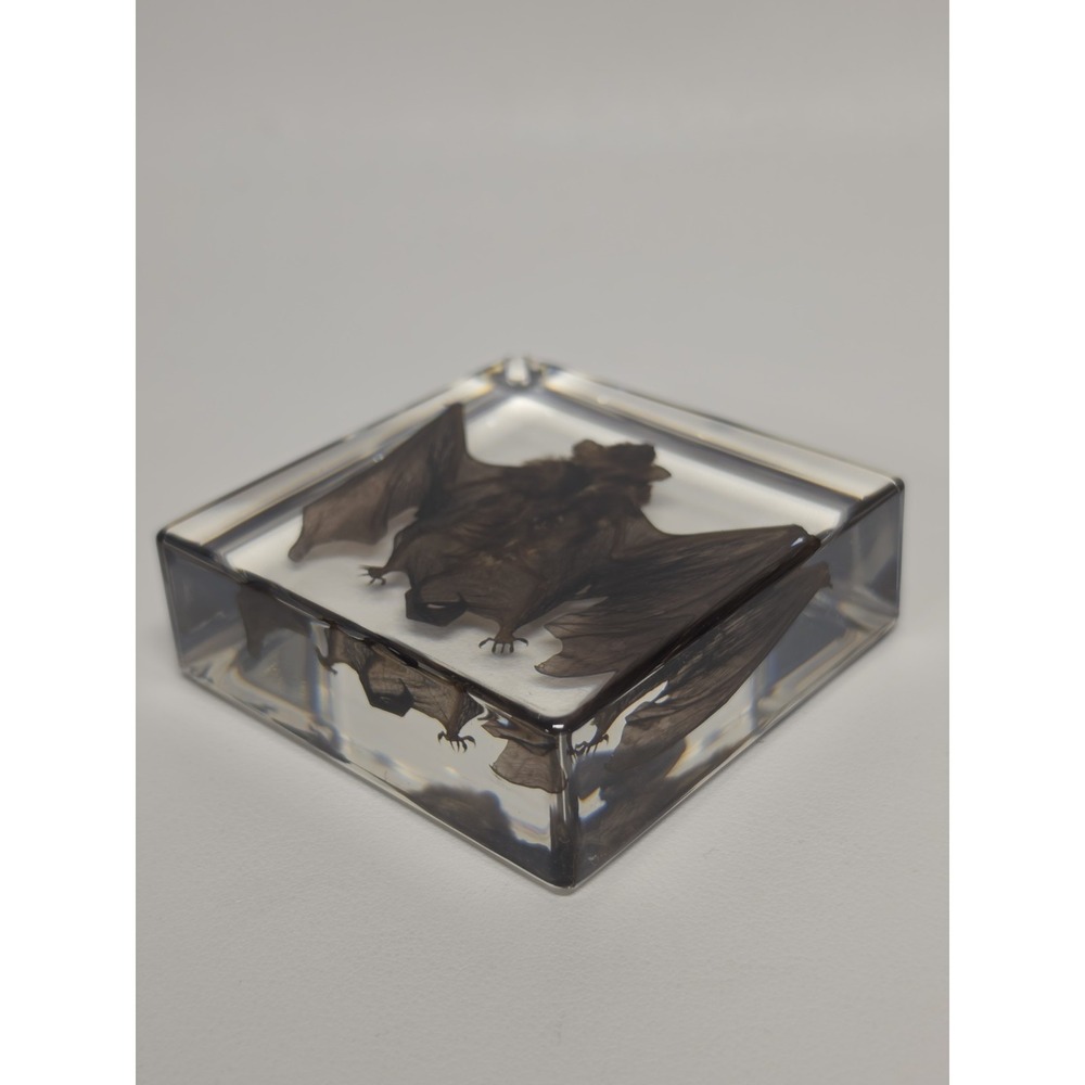REAL Bat In Resin Block Bat Oddities Weird Strange Odd Creepy Bizarre Mystical - Picture 5 of 5